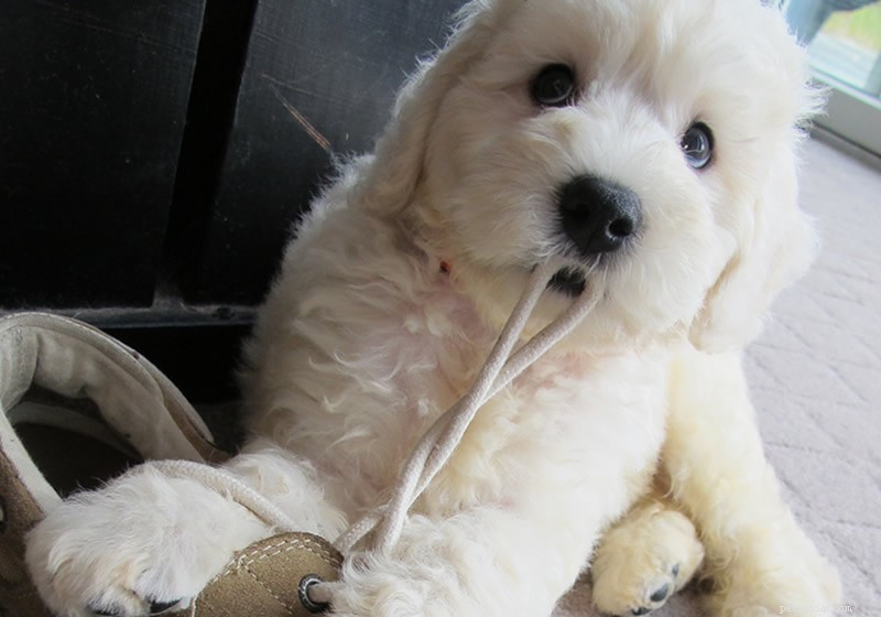 Durable Dog Toys That Withstand Even the Most Aggressive Chewers