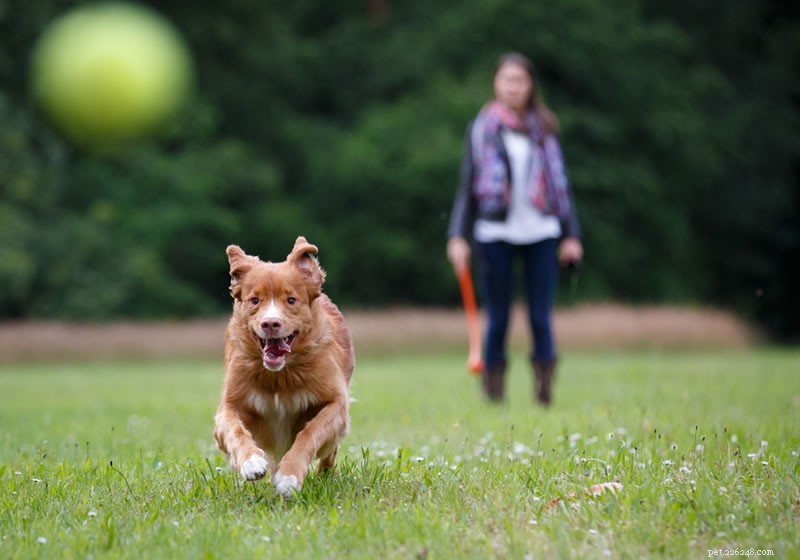 Australia’s Top Off‑Leash Dog Parks: A Comprehensive Guide
