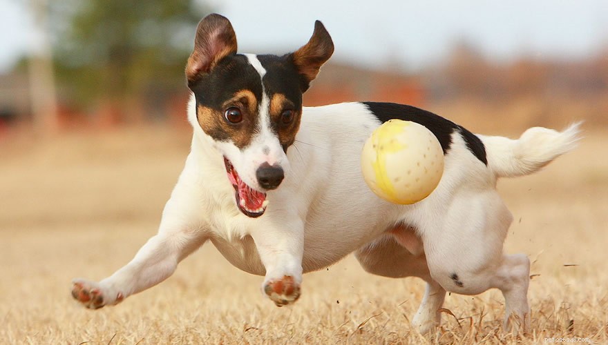 What New Year s Resolution Will Your Dog Choose?