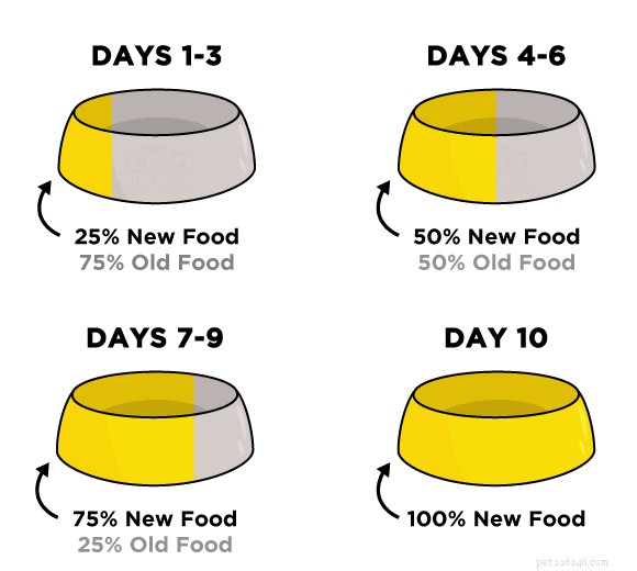 What New Year s Resolution Will Your Dog Choose?