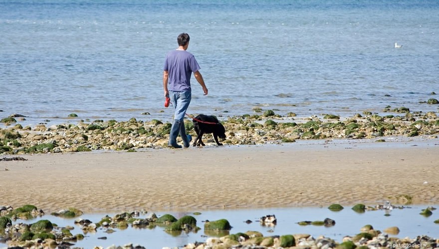 What New Year s Resolution Will Your Dog Choose?