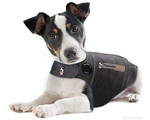 Celebrate Halloween with Your Aussie Dog: A Complete Guide