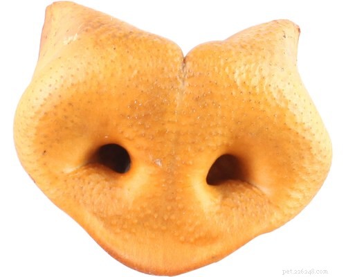 Celebrate Halloween with Your Aussie Dog: A Complete Guide