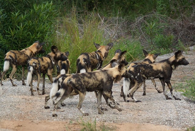 Master the Art of Teaching Your Dog to Fetch