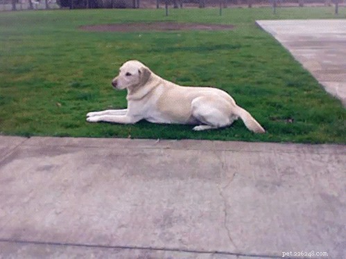 Master the Art of Teaching Your Dog to Fetch