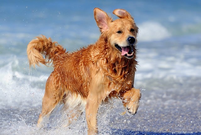 Master the Art of Teaching Your Dog to Fetch