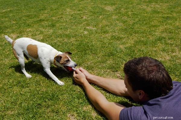 Master the Art of Teaching Your Dog to Fetch