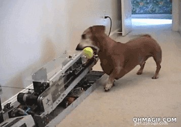 Master the Art of Teaching Your Dog to Fetch