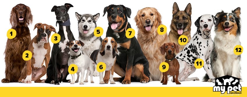 Keeping Your Dog Entertained: Expert Tips for Daily Stimulation