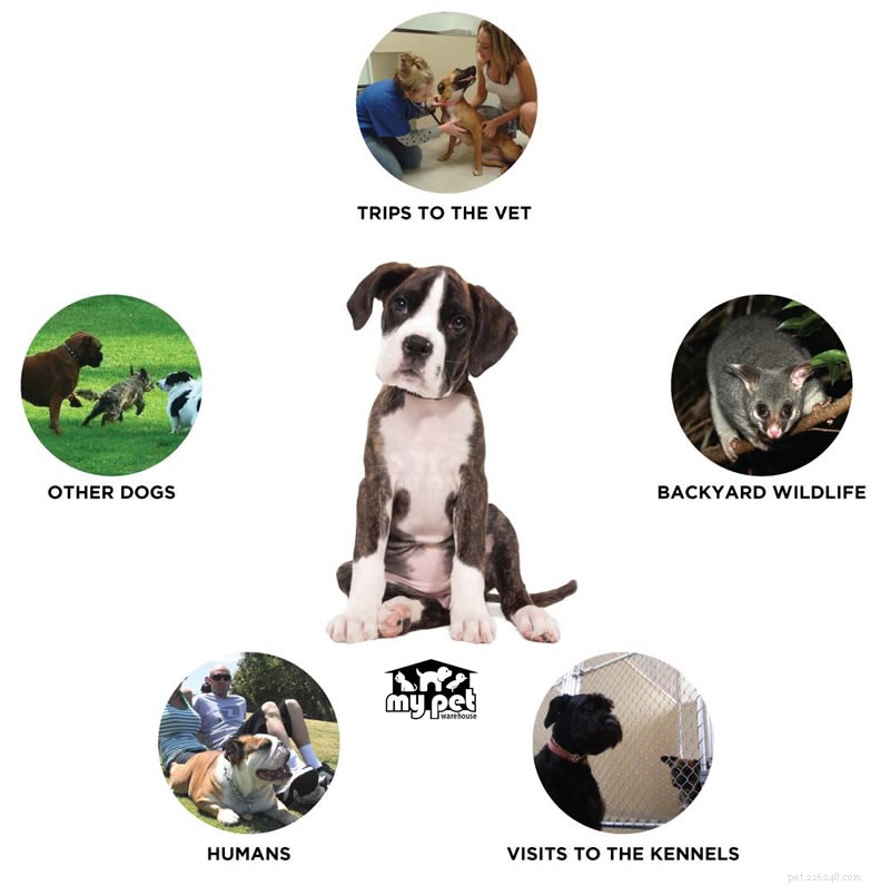How Dogs Contract Fleas: Prevention, Signs, and Solutions