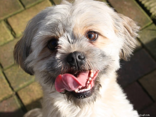 Effective Ways to Stop Your Dog from Excessive Licking