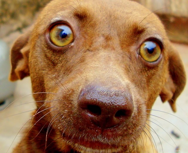 How to Reduce Dog Flatulence: Simple Tips to Keep Your Home Fresh