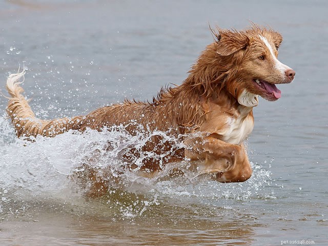How Long Do Dogs Sleep? Insights Into Their Restful Hours