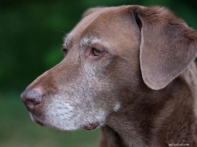 How Long Do Dogs Sleep? Insights Into Their Restful Hours
