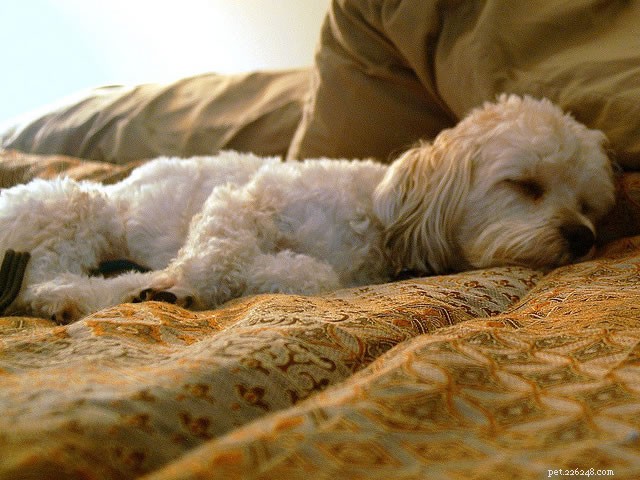 How Long Do Dogs Sleep? Insights Into Their Restful Hours