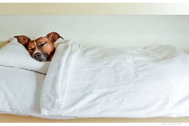 How Long Do Dogs Sleep? Insights Into Their Restful Hours