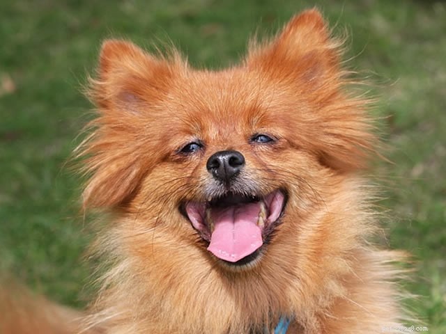How Long Do Dogs Sleep? Insights Into Their Restful Hours