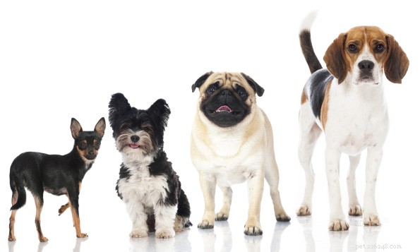How to Choose the Perfect Dog Bed Size: A Step‑by‑Step Guide