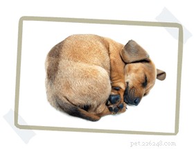 How to Choose the Perfect Dog Bed Size: A Step‑by‑Step Guide