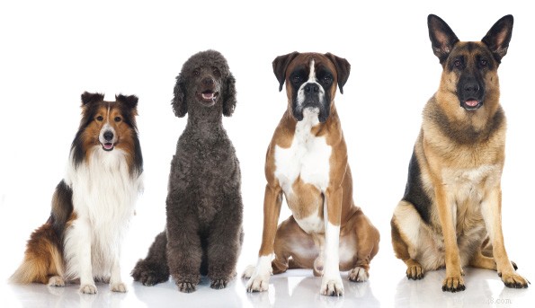 How to Choose the Perfect Dog Bed Size: A Step‑by‑Step Guide