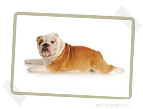 How to Choose the Perfect Dog Bed Size: A Step‑by‑Step Guide