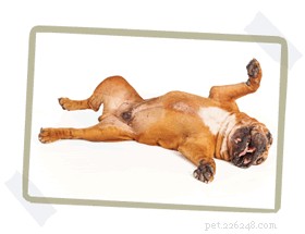 How to Choose the Perfect Dog Bed Size: A Step‑by‑Step Guide
