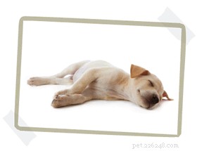 How to Choose the Perfect Dog Bed Size: A Step‑by‑Step Guide