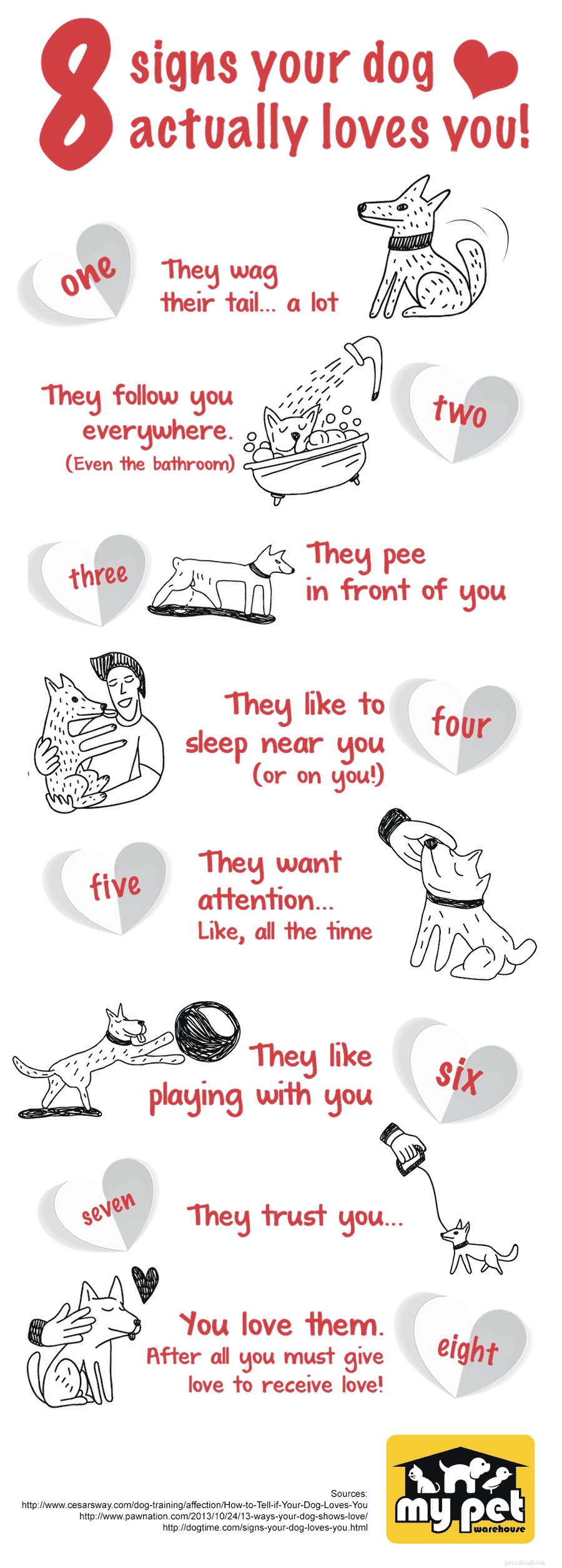 Do Dogs Love Their Owners? Understanding the Signs of True Canine Affection