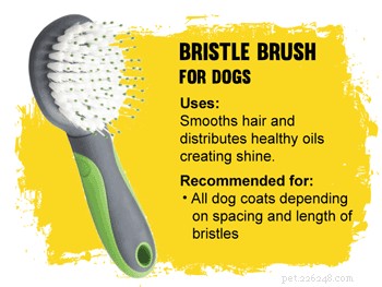 How to Pick the Perfect Brush for Your Dog’s Coat