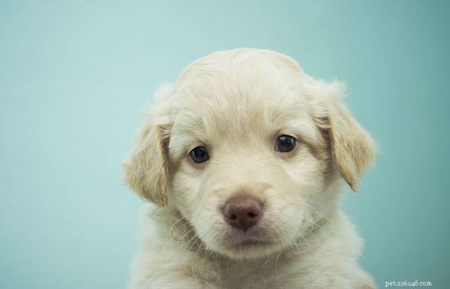 How to Toilet Train Your Puppy: The Ultimate Expert Guide