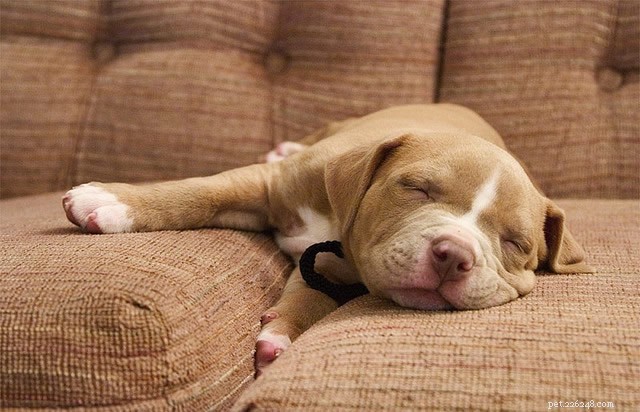 How to Toilet Train Your Puppy: The Ultimate Expert Guide