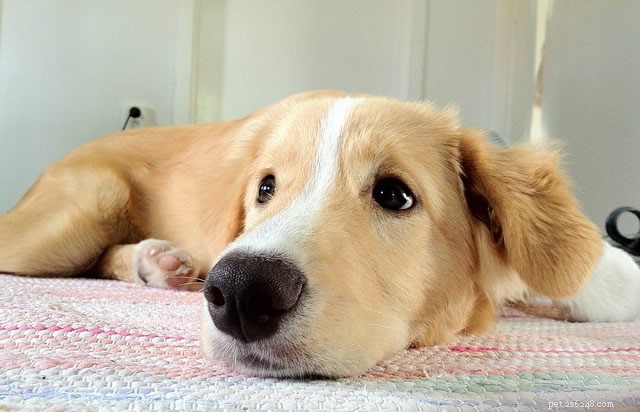 How to Toilet Train Your Puppy: The Ultimate Expert Guide