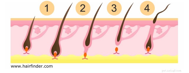 How to Effectively Remove Dog Hair from Clothes: Easy Tips & Tricks
