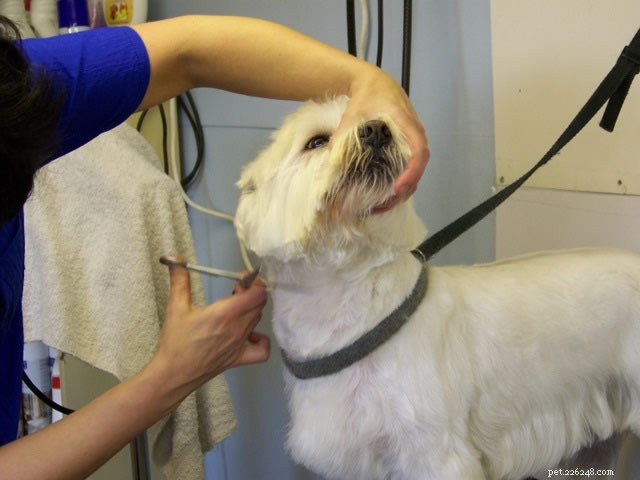 How to Effectively Remove Dog Hair from Clothes: Easy Tips & Tricks