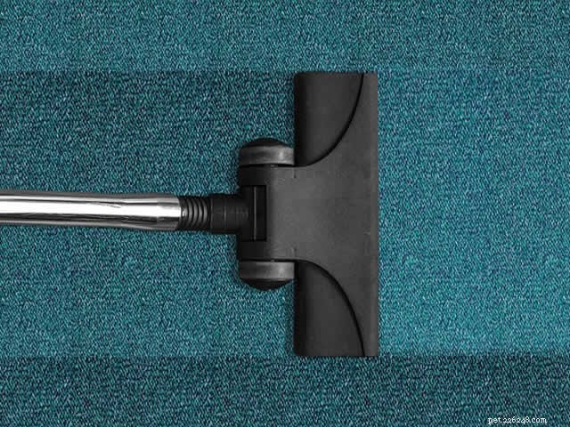 How to Effectively Remove Dog Hair from Clothes: Easy Tips & Tricks