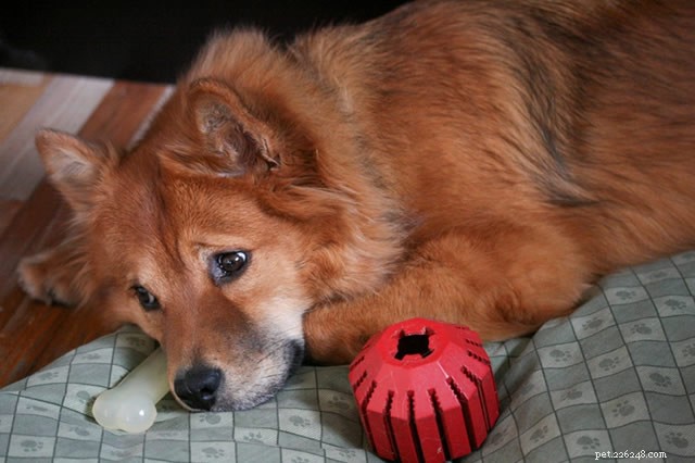 Prevent Your Dog from Chewing Your Jimmy Choo Heels: Proven Tips