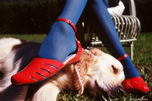 Prevent Your Dog from Chewing Your Jimmy Choo Heels: Proven Tips