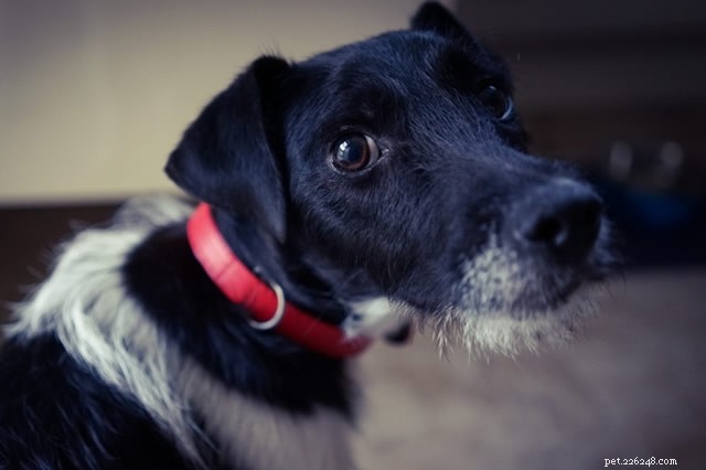 Prevent Your Dog from Chewing Your Jimmy Choo Heels: Proven Tips