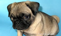 DIY vs. Professional Dog Grooming: Which Is Best for Your Pet?