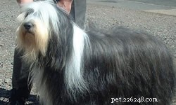 DIY vs. Professional Dog Grooming: Which Is Best for Your Pet?
