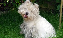 DIY vs. Professional Dog Grooming: Which Is Best for Your Pet?