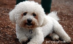 DIY vs. Professional Dog Grooming: Which Is Best for Your Pet?