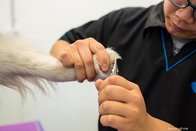DIY vs. Professional Dog Grooming: Which Is Best for Your Pet?