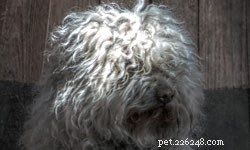 DIY vs. Professional Dog Grooming: Which Is Best for Your Pet?