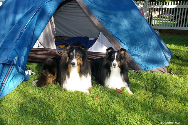 Ultimate Guide to Camping with Your Dog: Tips, Packing, and Safety