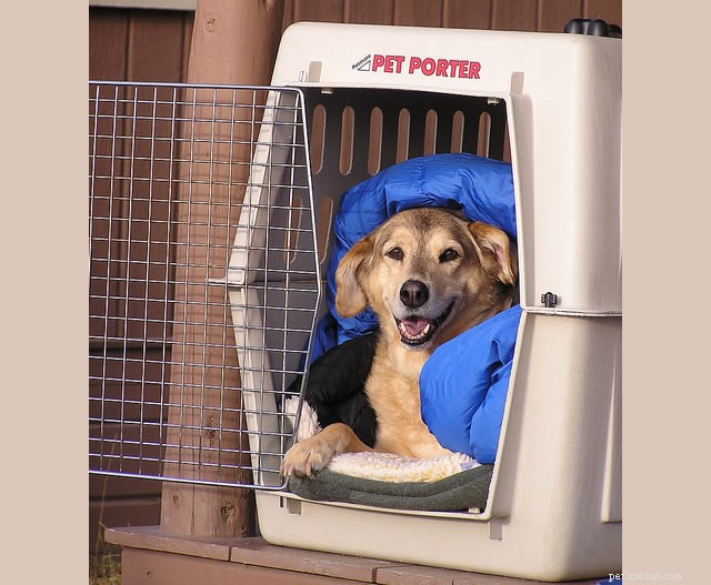 Crate Training Made Easy: Proven Tips for a Calm, Well‑Behaved Dog