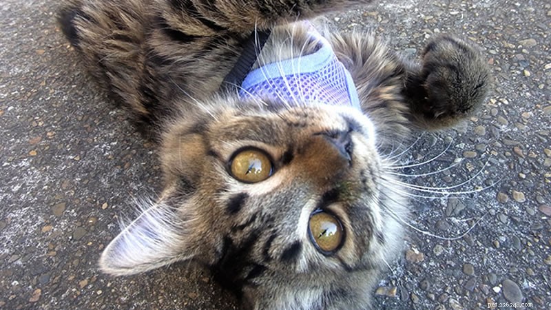 Effective Ways to Eliminate Fleas from Your Cat