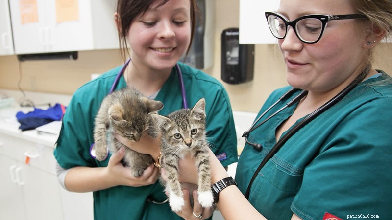 Cat Lungworm: Symptoms, Treatment, and Prevention