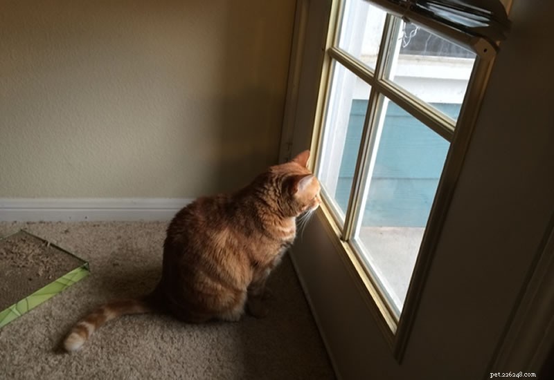Smooth Moves: Relocating Safely with Your Cat