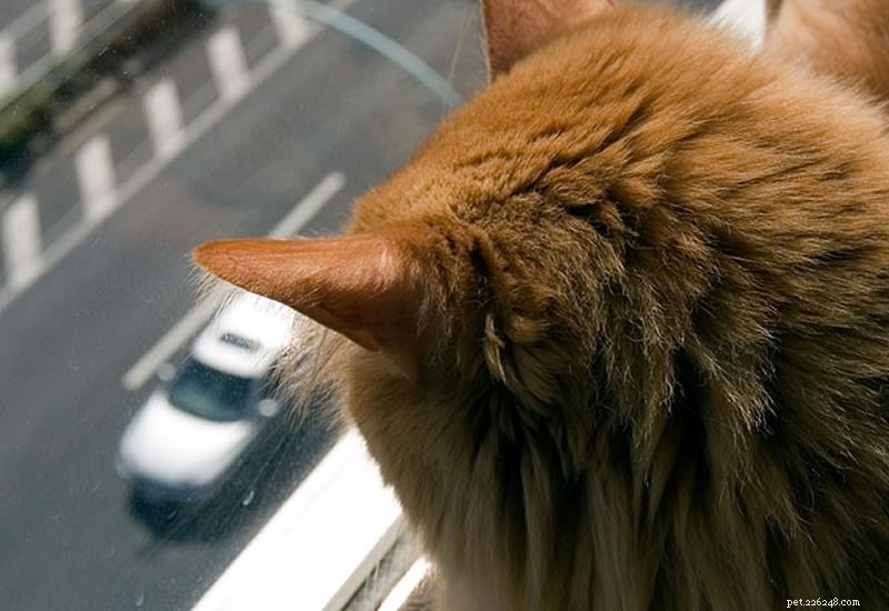 Smooth Moves: Relocating Safely with Your Cat